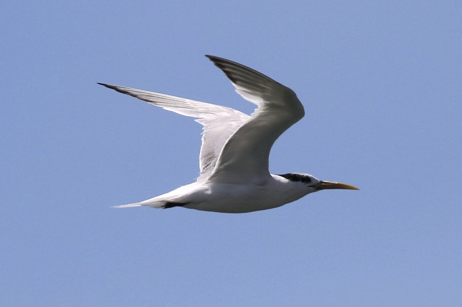 Sandwich Tern - Arnold Skei