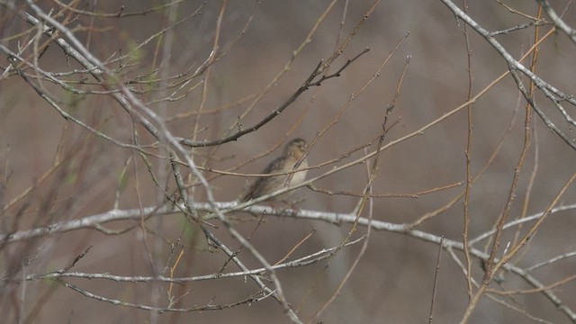 Smith's Longspur - ML532686561