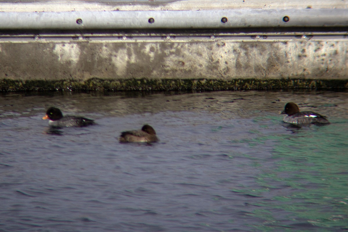 Barrow's Goldeneye - ML532686711