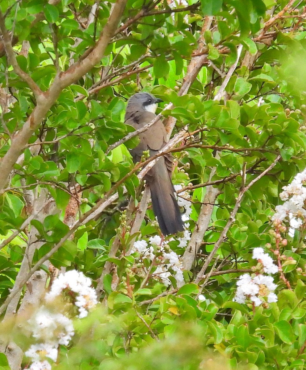 Dark-billed Cuckoo - ML532687191