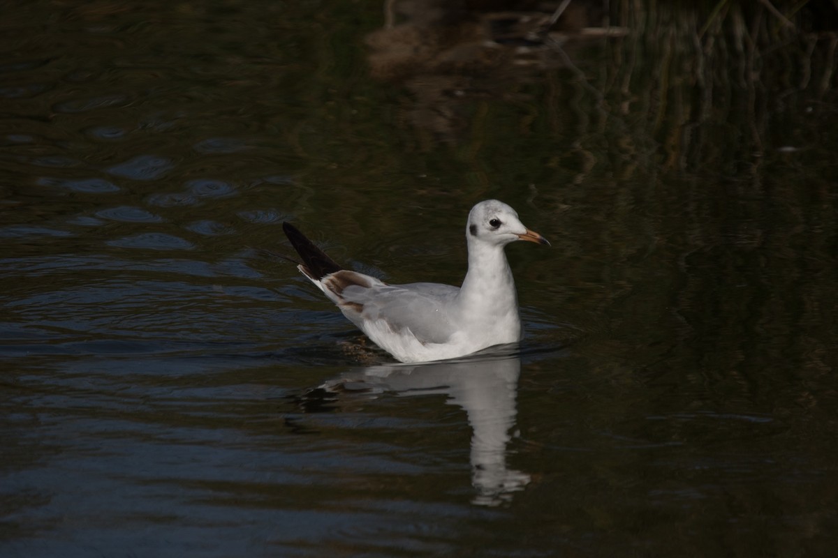 Mouette rieuse - ML532688051