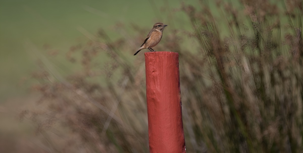 European Stonechat - ML532688741