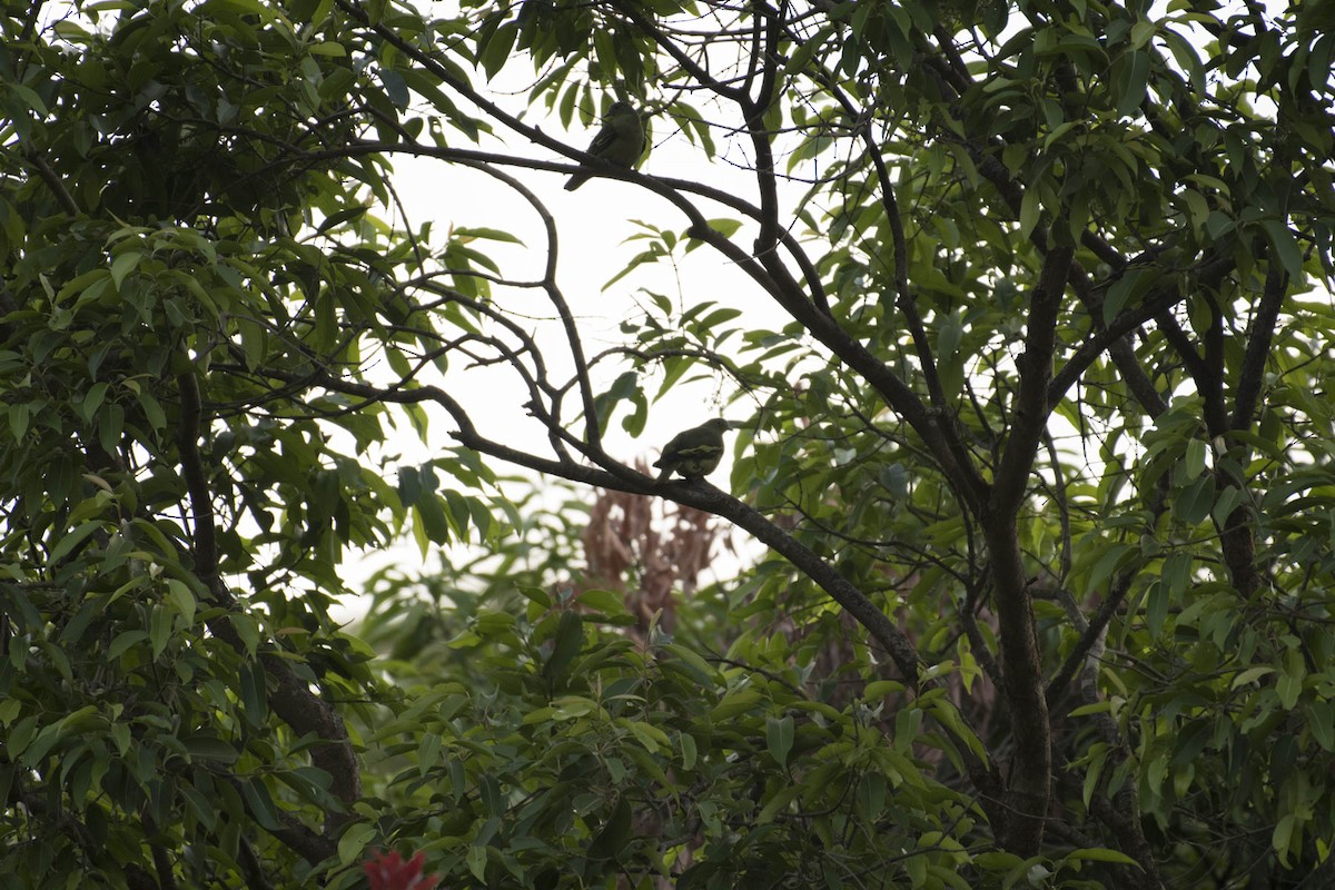 Gray-fronted Green-Pigeon - ML53268991