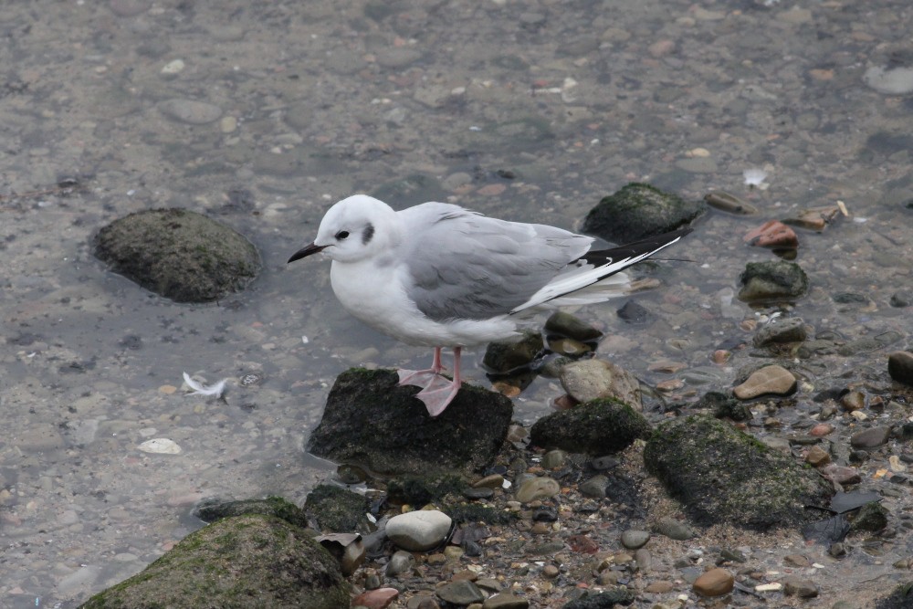 Bonaparte's Gull - Xabier Saralegi