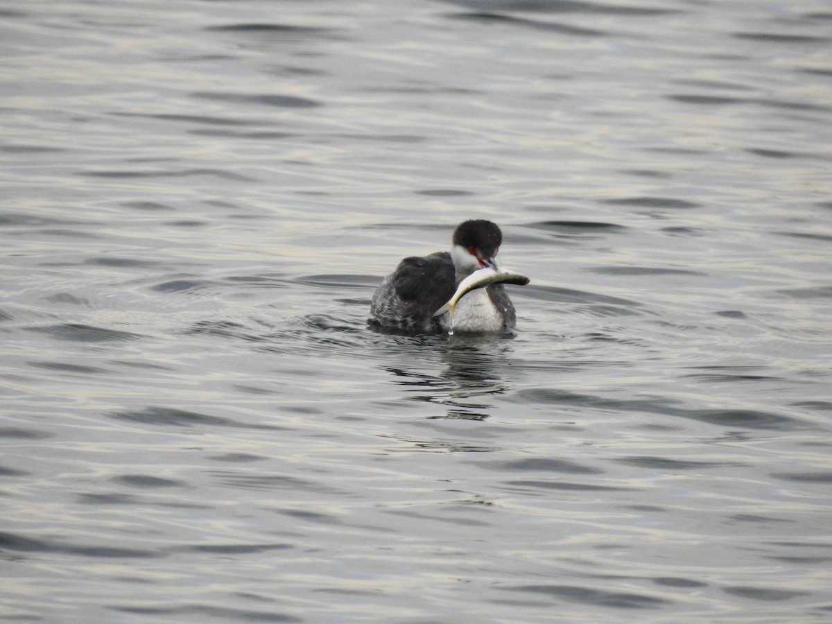 Horned Grebe - ML532691351