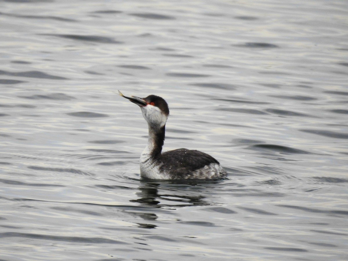 Horned Grebe - ML532691381