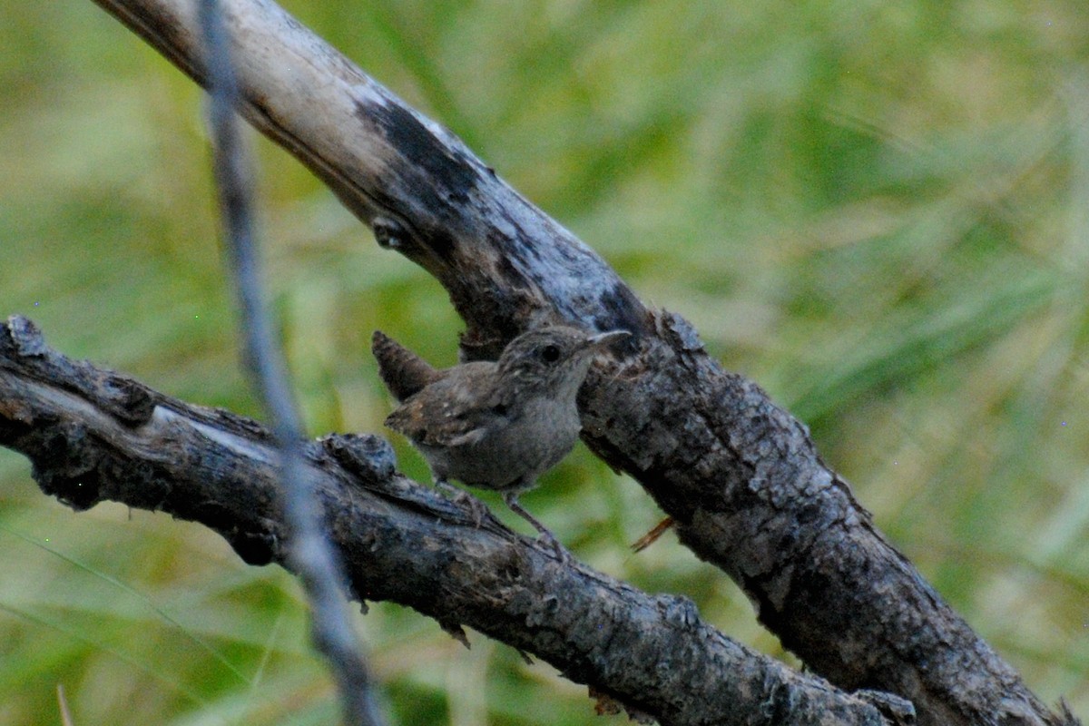 House Wren - Nick Moore