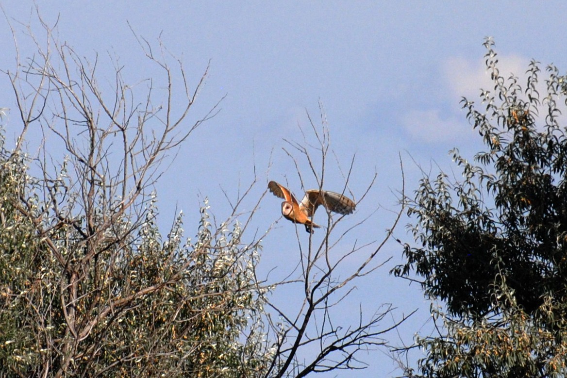 Barn Owl - ML532691461