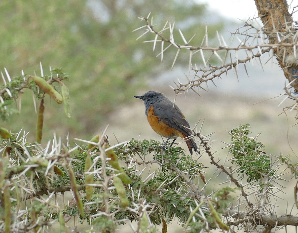 Little Rock-Thrush - ML532694311