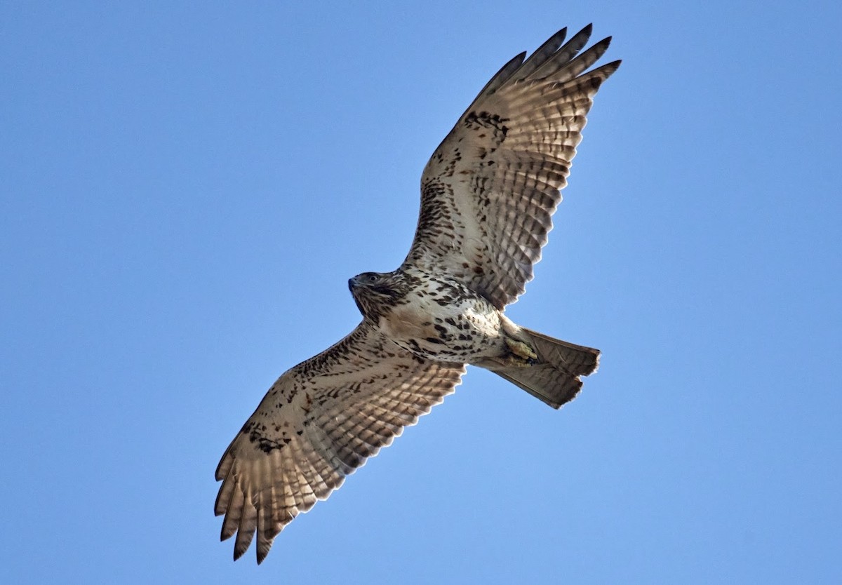 Red-tailed Hawk - ML532695011