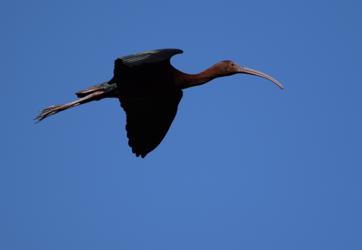 ibis americký - ML532696011