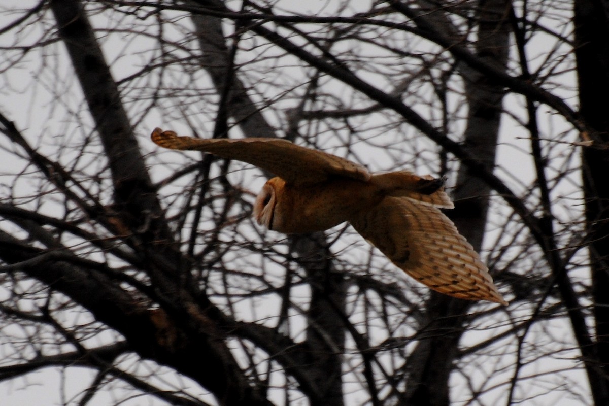 Barn Owl - ML532697161