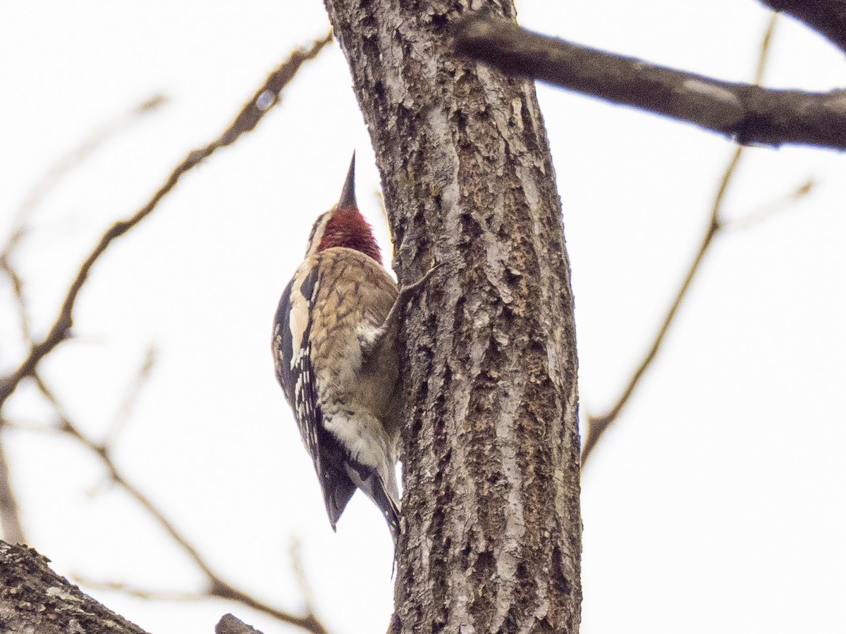 Yellow-bellied Sapsucker - ML532697531