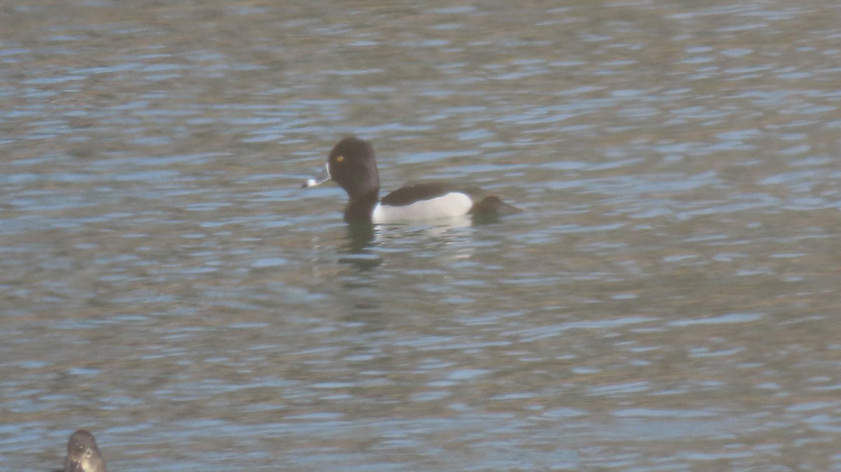 Ring-necked Duck - ML532697891