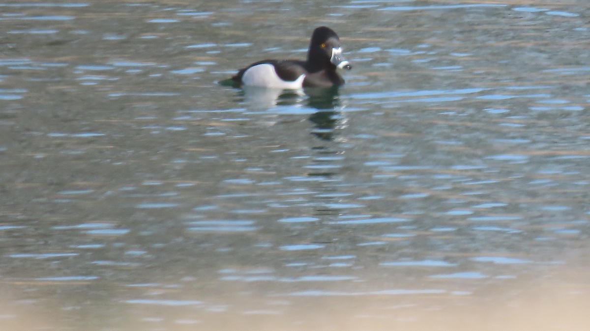 Ring-necked Duck - ML532697901