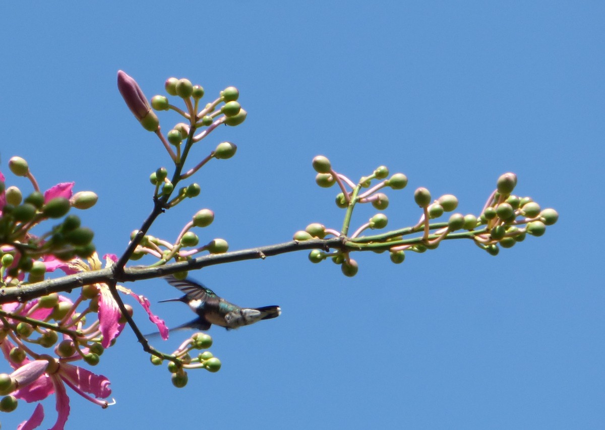 White-throated Hummingbird - ML532698491