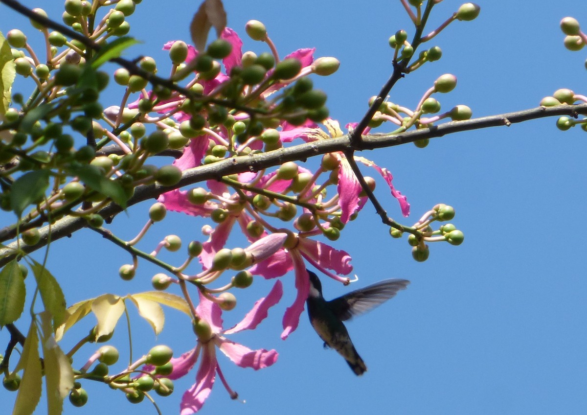 White-throated Hummingbird - ML532698501