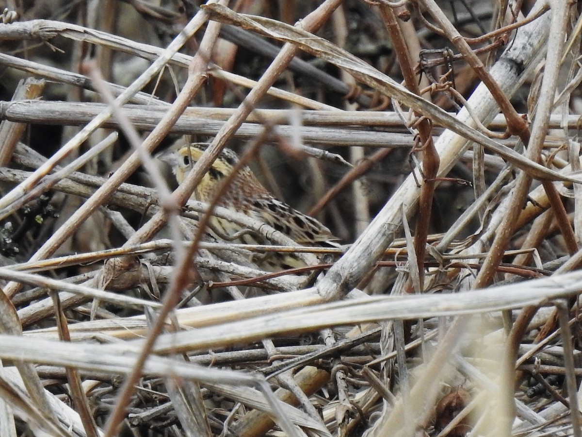 LeConte's Sparrow - ML532699561