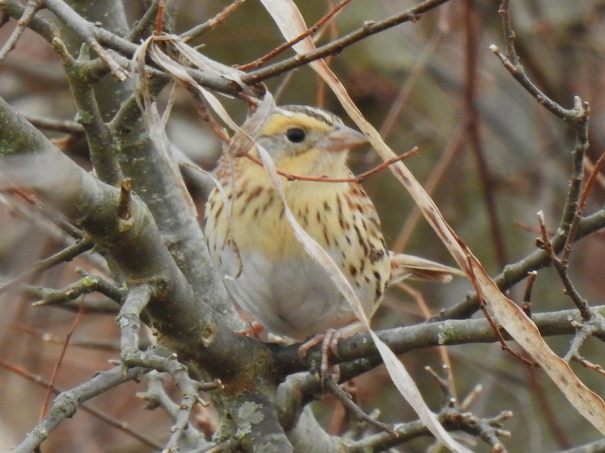 LeConte's Sparrow - ML532699701