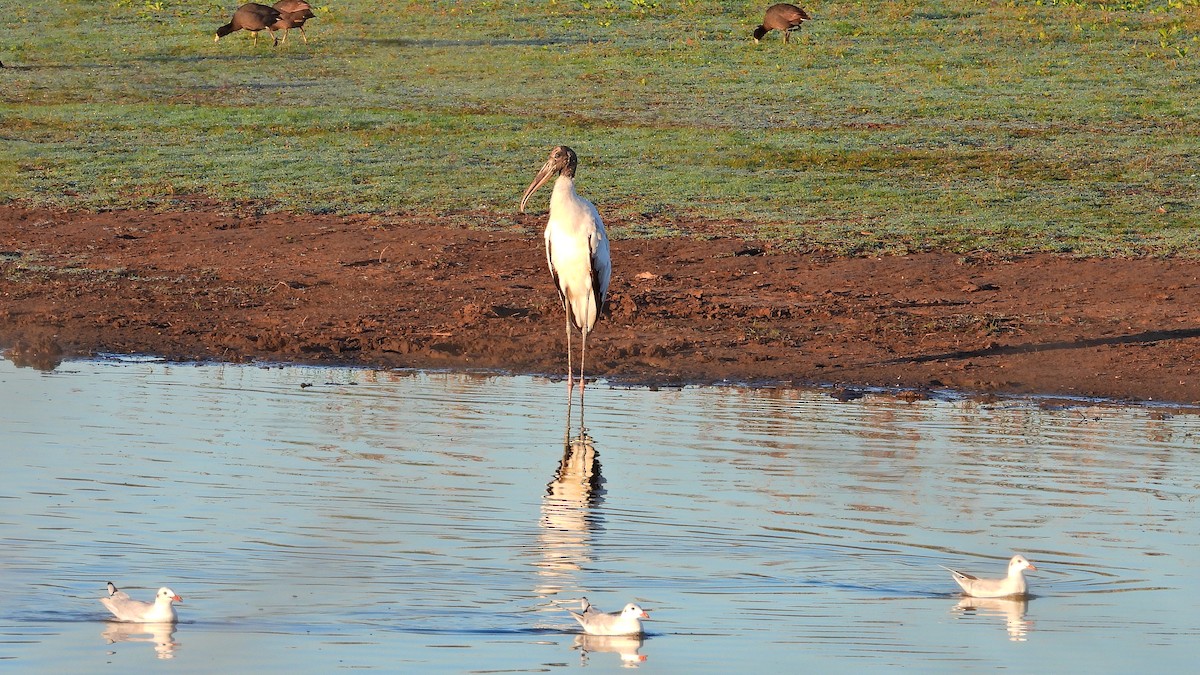 Wood Stork - ML532699741