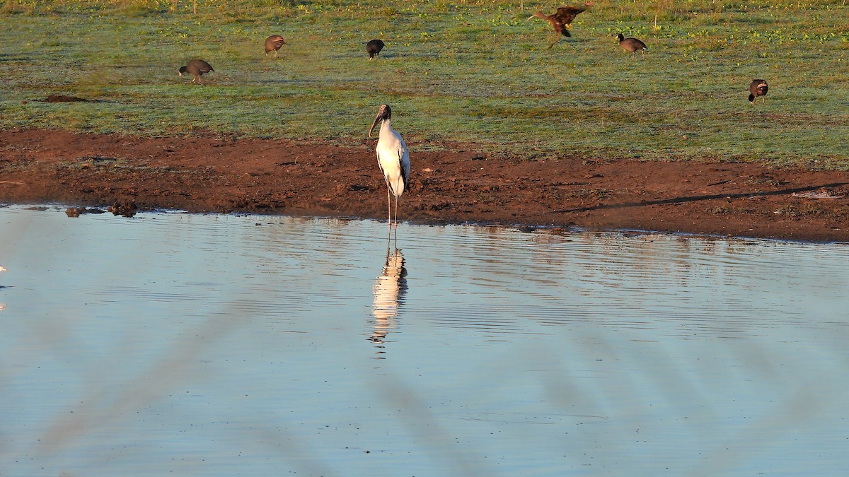 Wood Stork - ML532699751