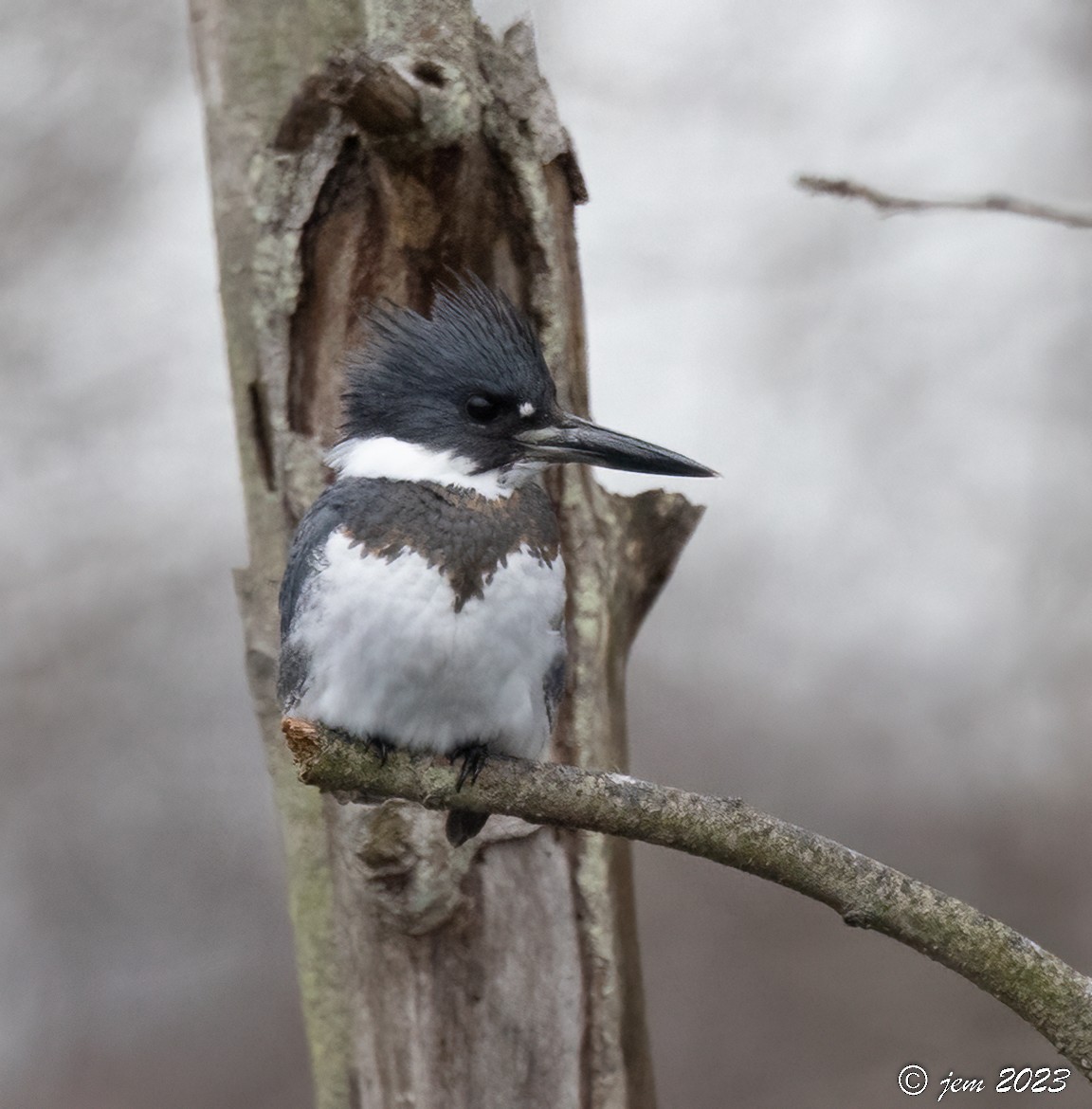 Belted Kingfisher - ML532699781