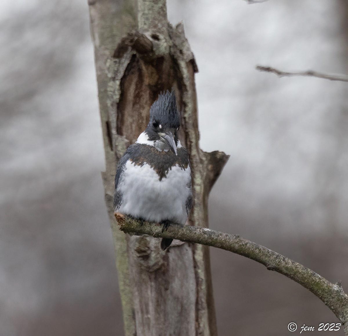 Belted Kingfisher - ML532699791