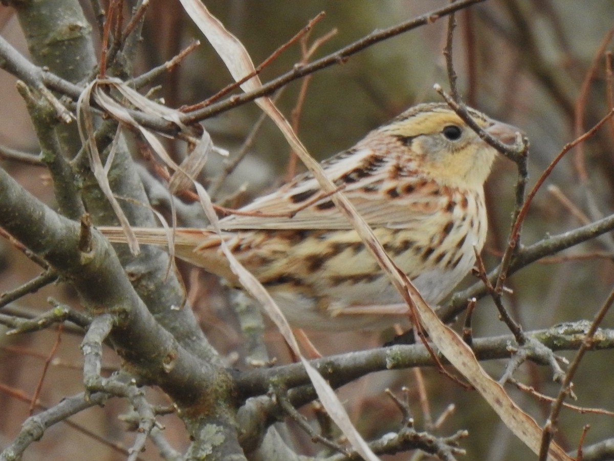 LeConte's Sparrow - ML532699831