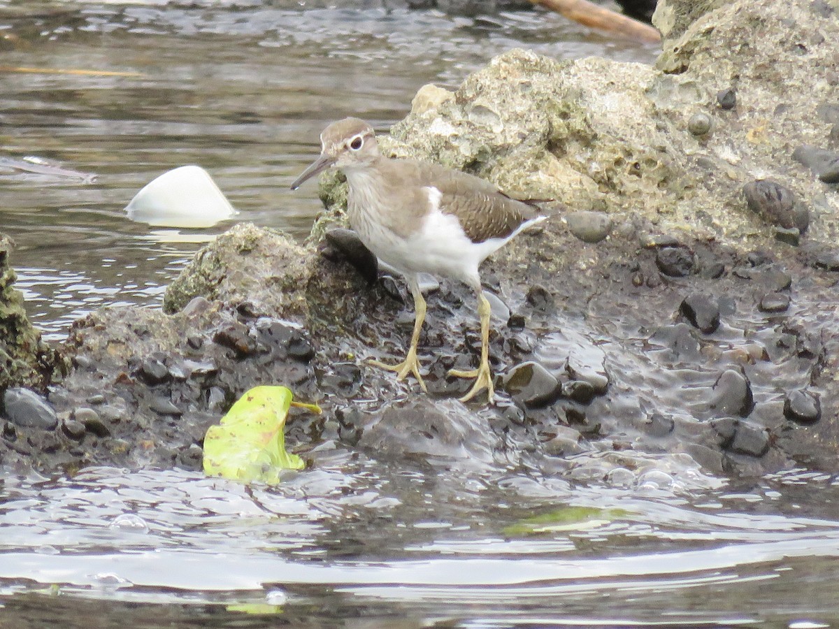 Common Sandpiper - ML53270081