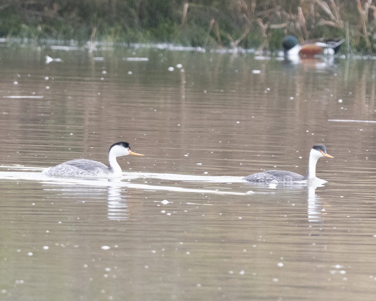 Clark's Grebe - ML532701491