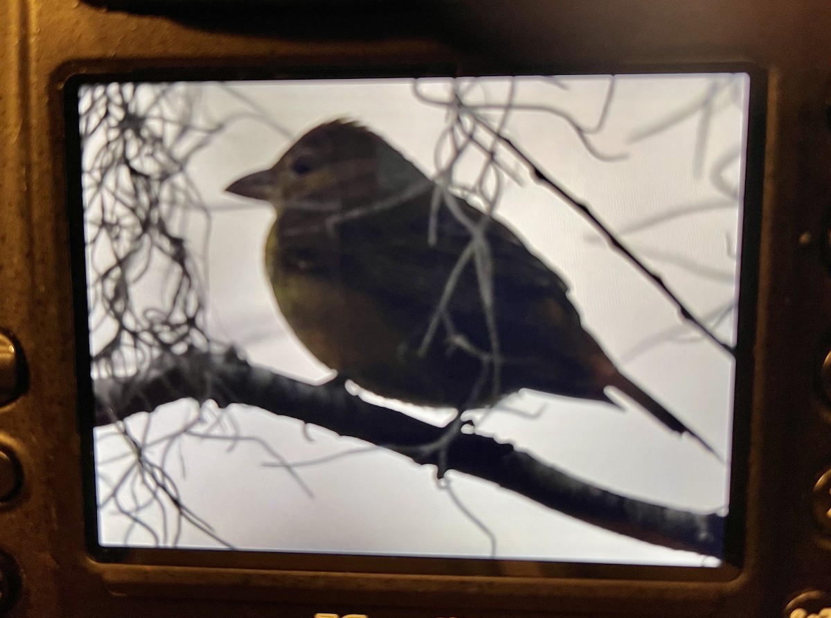 Summer Tanager - ML532701841