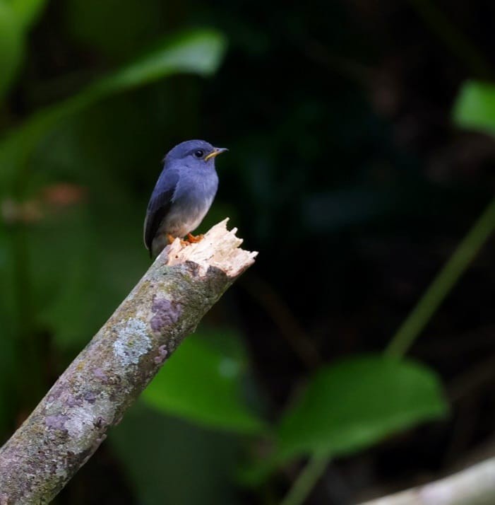 Yellow-footed Flycatcher - ML532701911