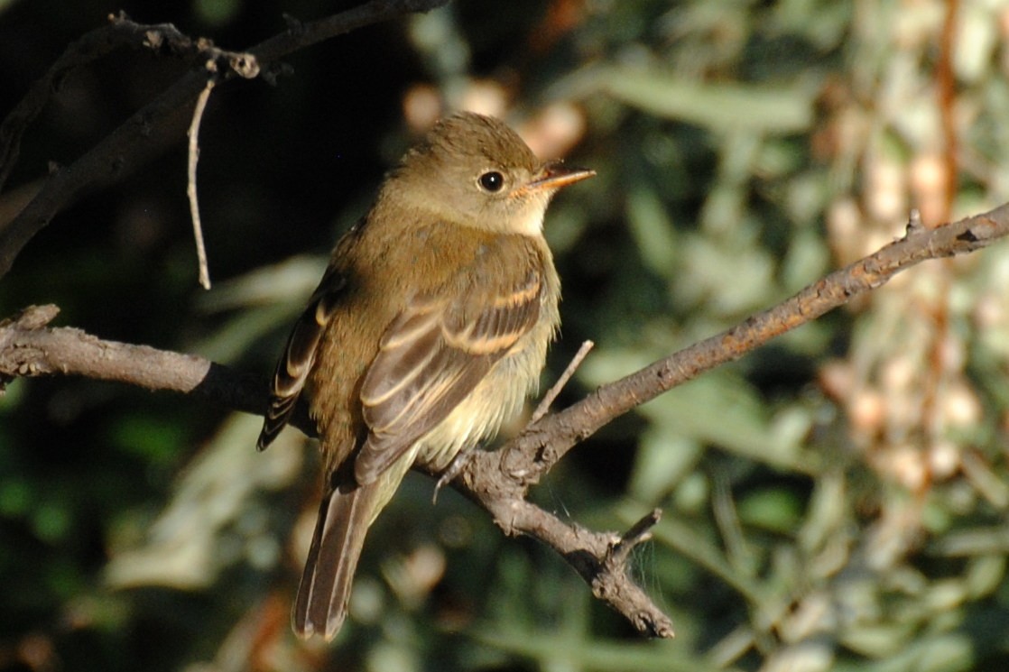 Willow Flycatcher (Eastern) - ML532702161