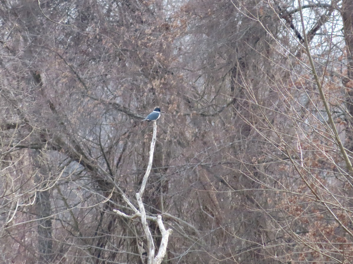 Belted Kingfisher - ML532702231