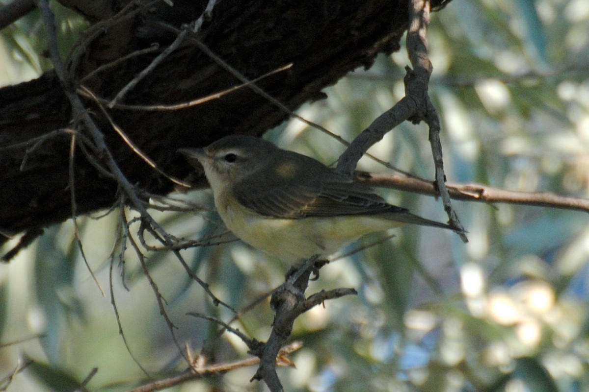 Warbling Vireo - Nick Moore