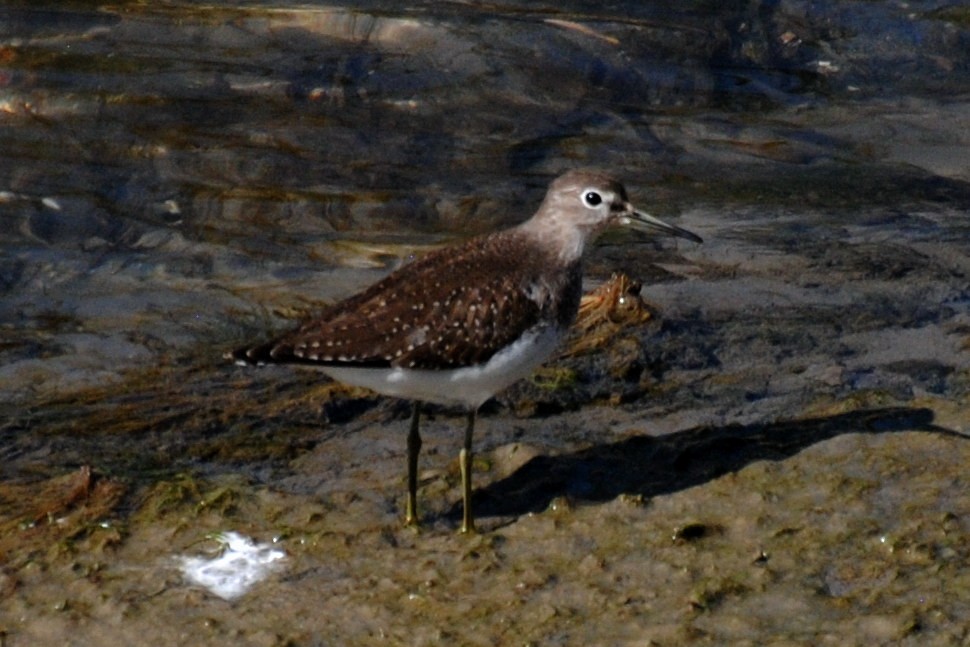 Solitary Sandpiper (solitaria) - ML532702571