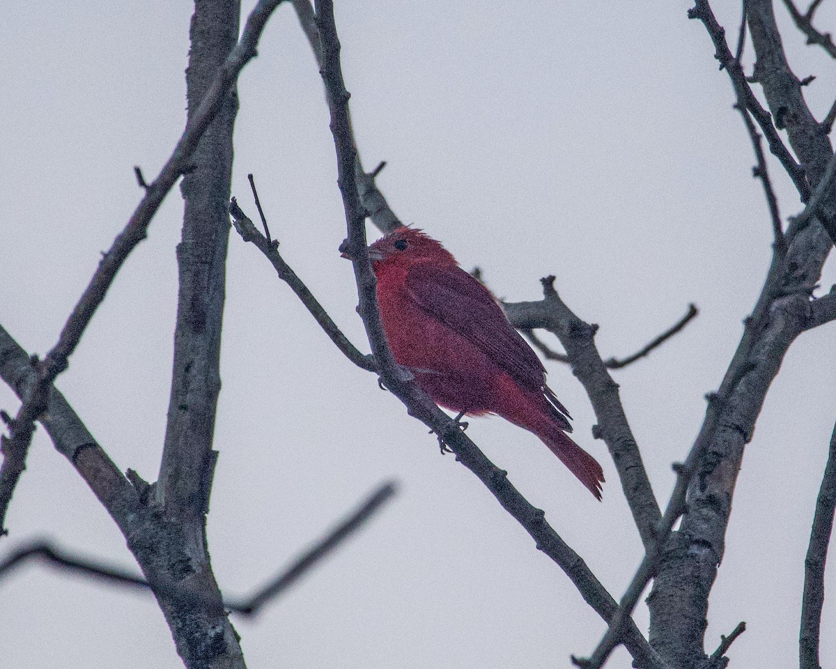 Summer Tanager - ML532702941