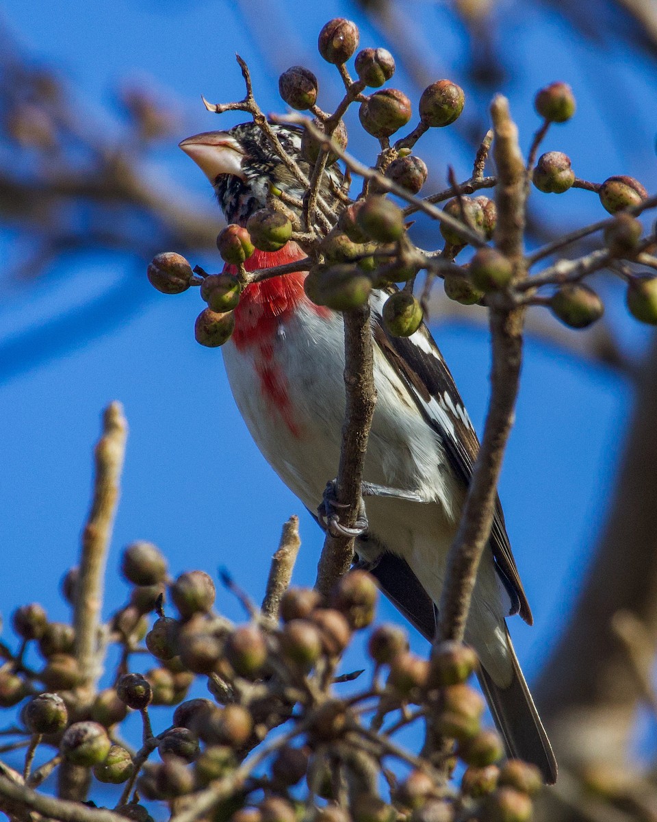 Rose-breasted Grosbeak - ML532703061