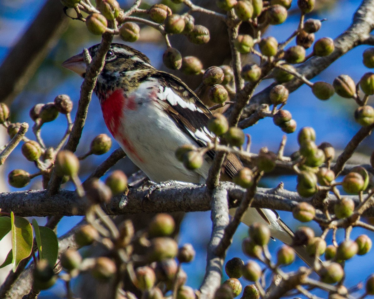 Rose-breasted Grosbeak - ML532703071