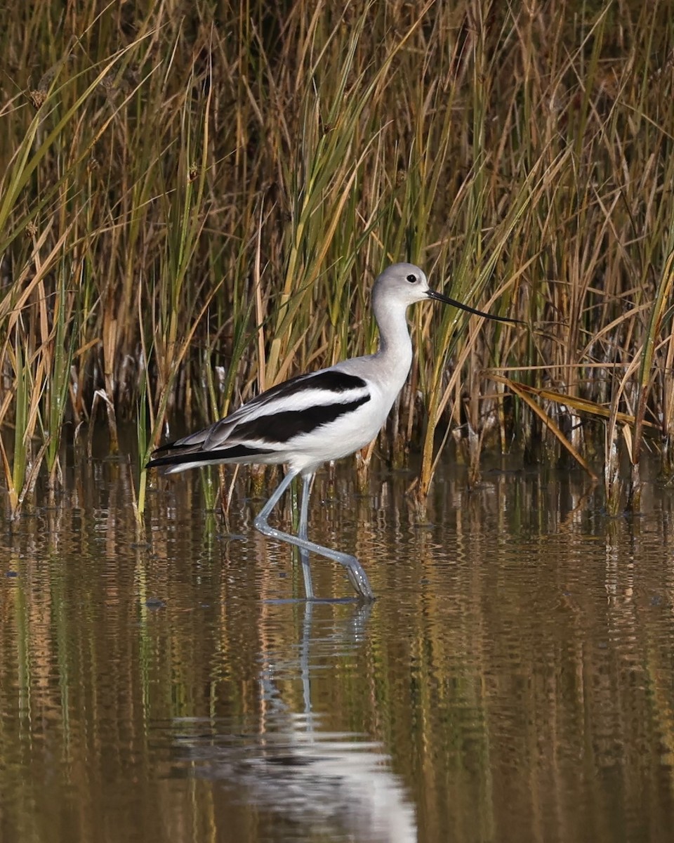 Avoceta Americana - ML532703791