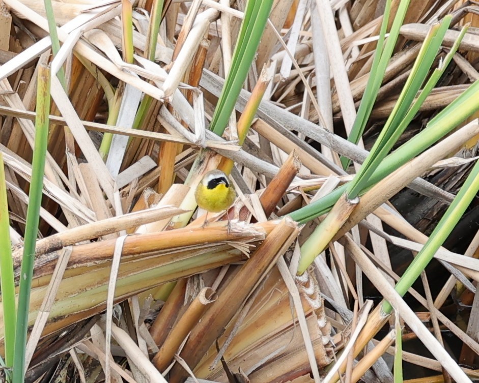 Common Yellowthroat - ML532704181