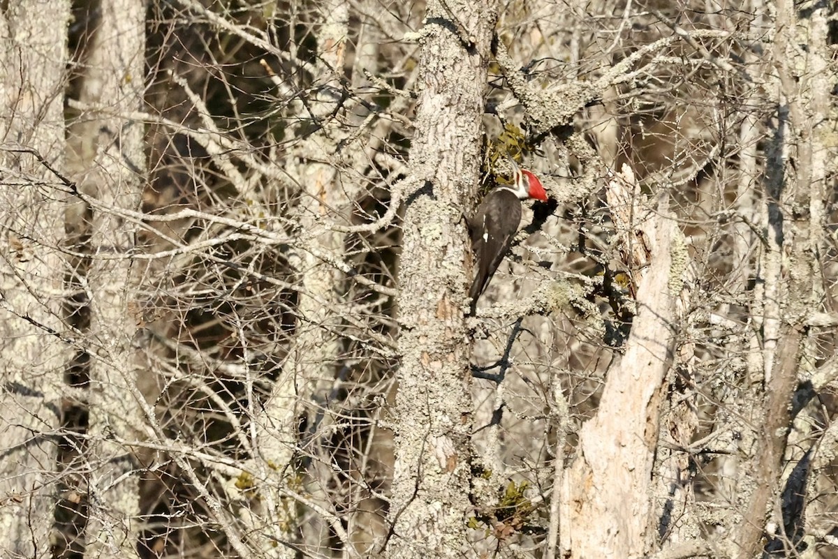 Pileated Woodpecker - ML532705761