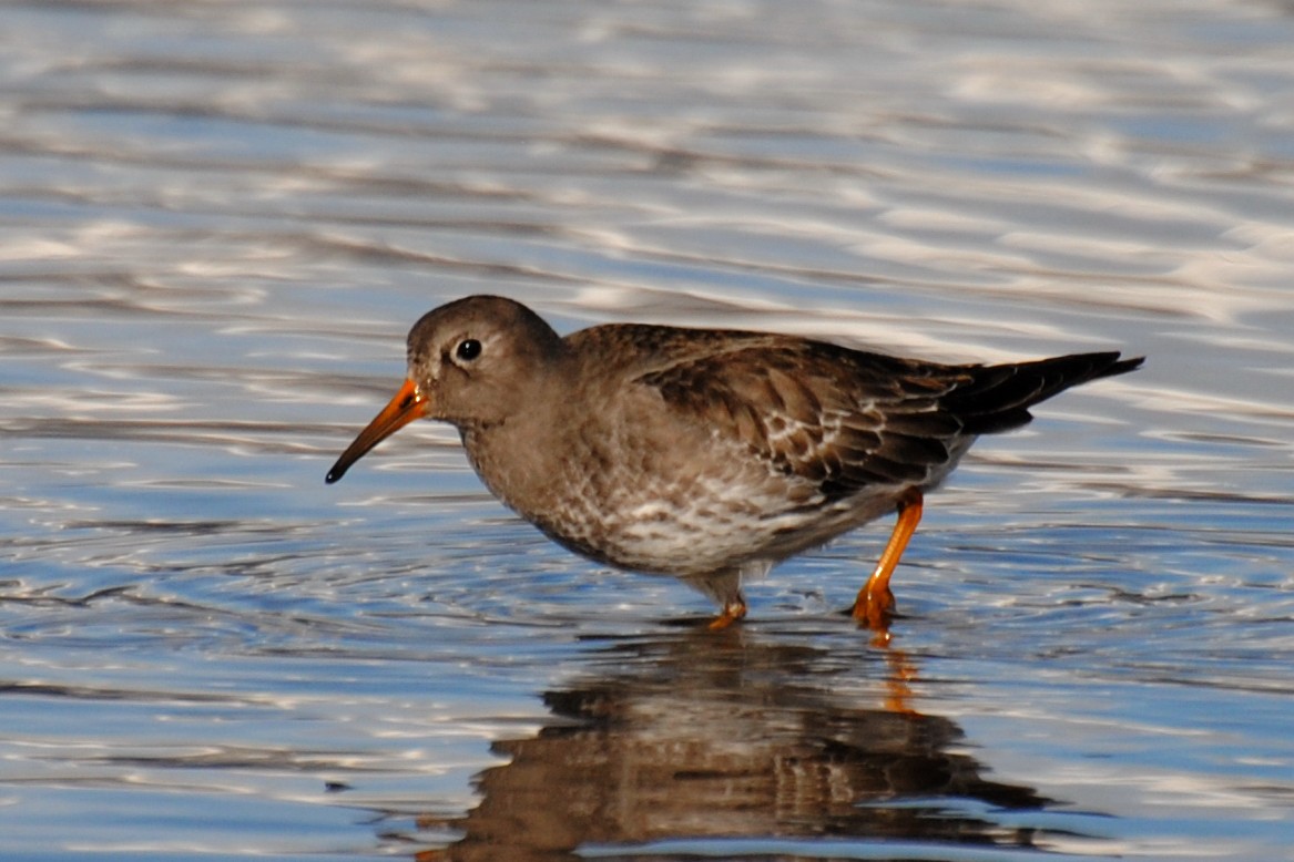 Purple Sandpiper - ML532705791