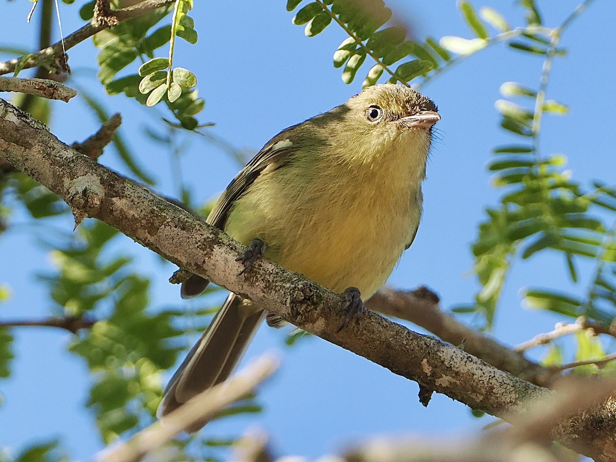 Flat-billed Vireo - Bobby Wilcox