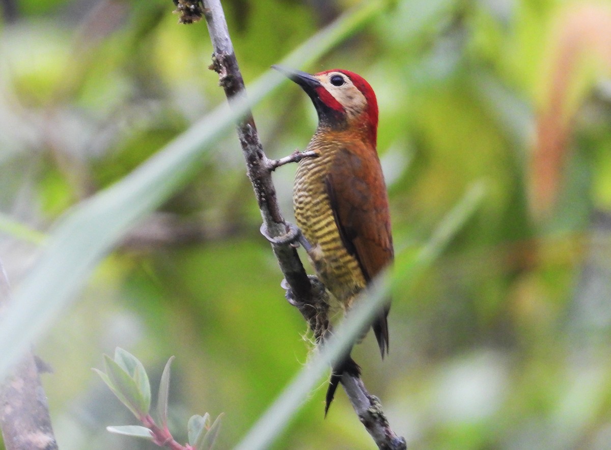 Golden-olive Woodpecker - ML532706311