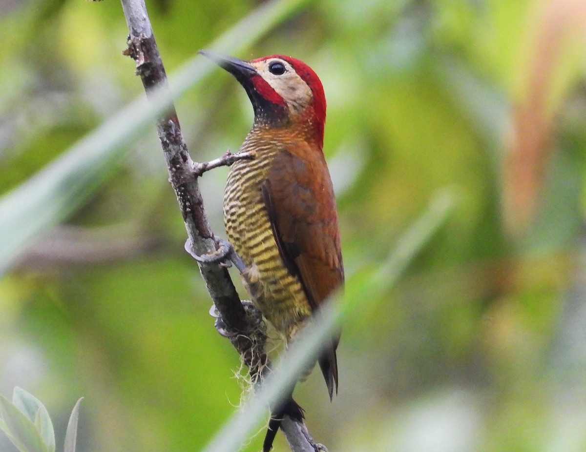 Golden-olive Woodpecker - ML532706391