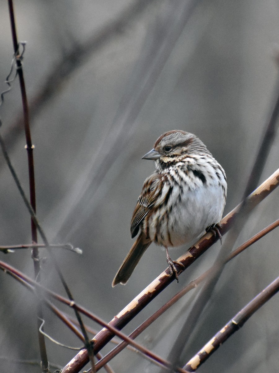 Song Sparrow - ML532706671