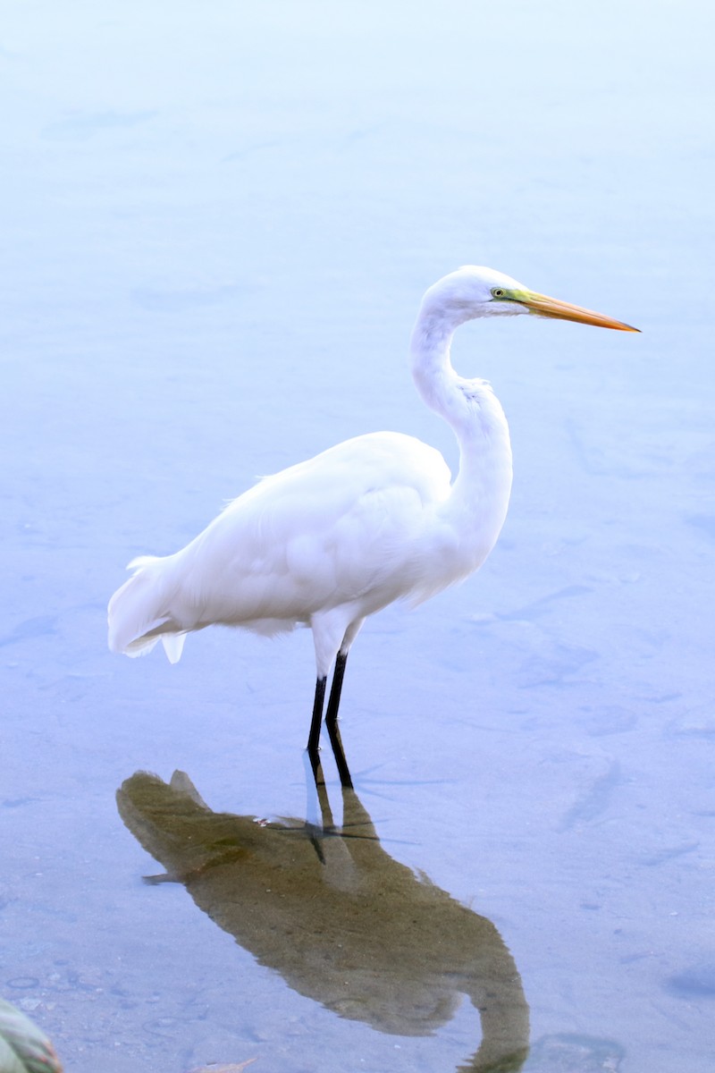 Great Egret - Guy Stevens