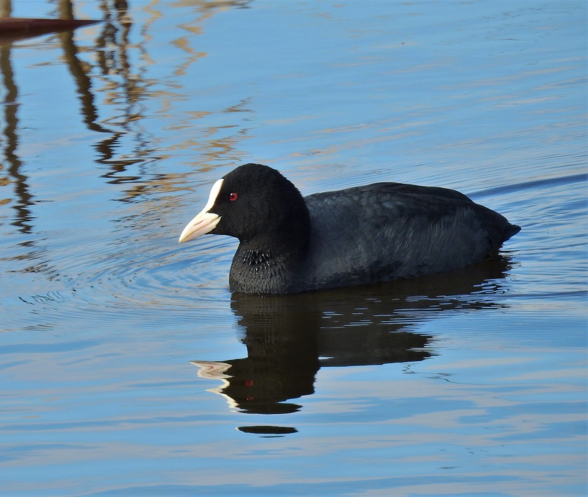 Eurasian Coot - ML532707611