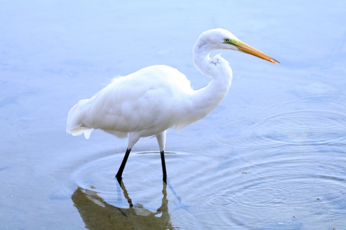 Great Egret - ML532707631